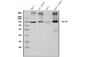 Western blot analysis of MCM5 using anti-MCM5 antibody (ABIN7600583). (MCM5 anticorps  (AA 206-723))