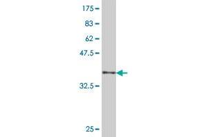 Western Blot detection against Immunogen (38.