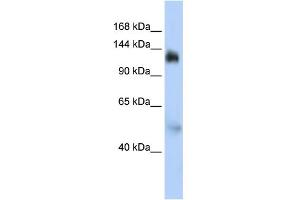 WB Suggested Anti-NFX1 Antibody Titration:  0. (NFX1 anticorps  (Middle Region))