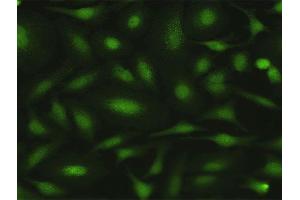 Immunofluorescence of purified MaxPab antibody to MPZL1 on HeLa cell. (MPZL1 anticorps  (AA 1-269))