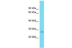Host: Rabbit Target Name: PLD6 Sample Type: Fetal Heart lysates Antibody Dilution: 1. (PLD6 anticorps  (C-Term))