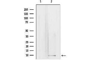 Western blot analysis of lysates from rat brain, using GNG3 Antibody.