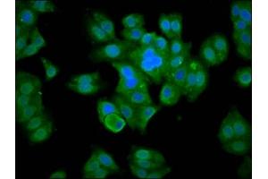 Immunofluorescence staining of HepG2 cells with ABIN7160361 at 1:133, counter-stained with DAPI. (MBNL3 anticorps  (AA 116-211))