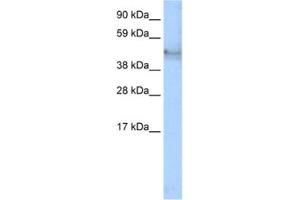 Western Blotting (WB) image for anti-Keratin 14 (KRT14) antibody (ABIN2463775) (KRT14 anticorps)