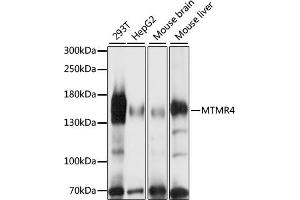 Western blot analysis of extracts of various cell lines, using MTMR4 antibody (ABIN7268764) at 1:1000 dilution. (MTMR4 anticorps  (AA 920-1195))