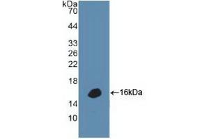 Western blot analysis of recombinant Human DEFa1. (alpha Defensin 1 anticorps  (AA 20-94))