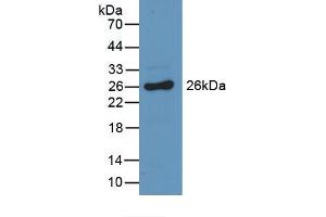 Detection of Recombinant GSTa3, Mouse using Polyclonal Antibody to Glutathione S Transferase Alpha 3 (GSTa3) (GSTA3 anticorps  (AA 1-221))