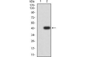 Western blot analysis using CEACAM5 mAb against HEK293 (1) and CEACAM5 (AA: 35-165)-hIgGFc transfected HEK293 (2) cell lysate.