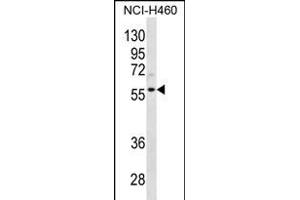 CCNL2 Antibody (Center) (ABIN656330 and ABIN2845629) western blot analysis in NCI- cell line lysates (35 μg/lane). (Cyclin L2 anticorps  (AA 338-366))