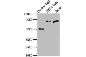 Immunoprecipitating HIF-1 beta in Hela whole cell lysate Lane 1: Rabbit control IgG instead of ABIN7127344 in Hela whole cell lysate. (Recombinant ARNT anticorps)