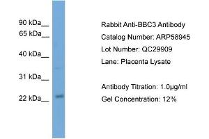 WB Suggested Anti-BBC3  Antibody Titration: 0. (PUMA anticorps  (N-Term))