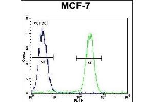 RACG Antibody (N-term) 1461a flow cytometric analysis of MCF-7 cells (right histogram) compared to a negative control cell (left histogram). (RACGAP1 anticorps  (N-Term))