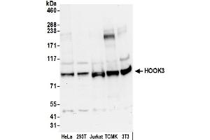 anti-Hook Homolog 3 (HOOK3) (AA 425-475) antibody