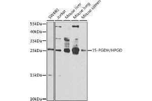 Western blot analysis of extracts of various cell lines, using 15-PGDH/15-PGDH/HPGD antibody (ABIN6127305, ABIN6141966, ABIN6141967 and ABIN6222666) at 1:1000 dilution.