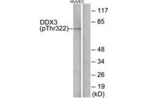 anti-DEAD (Asp-Glu-Ala-Asp) Box Polypeptide 3 (DDX3) (AA 466-515), (pThr322) antibody