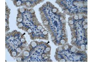 GIOT-1 antibody was used for immunohistochemistry at a concentration of 4-8 ug/ml to stain Epithelial cells of intestinal villus (arrows) in Human Intestine. (ZNF461 anticorps  (N-Term))
