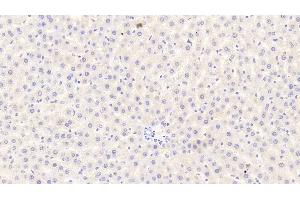 Detection of CASP12 in Rat Liver Tissue using Polyclonal Antibody to Caspase 12 (CASP12)