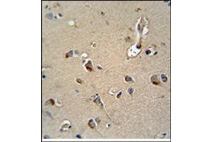 MPZ Antibody (C-term) Immunohistochemistry analysis in formalin fixed and Paraffin Embedded Human brain tissue followed by peroxidase conjugation of the secondary antibody and DAB staining.
