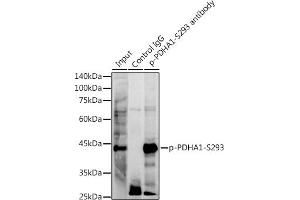 Immunoprecipitation analysis of 300 μg extracts of NIH/3T3 cells using 3 μg Phospho-PDH-S293 antibody (ABIN7269768). (PDHA1 anticorps  (pSer293))