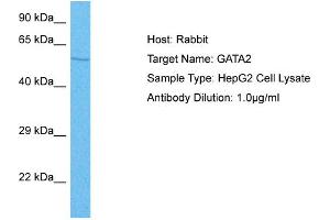 Host: Rabbit Target Name: GATA2 Sample Tissue: Human HepG2 Whole Cell Antibody Dilution: 1ug/ml (GATA2 anticorps  (N-Term))