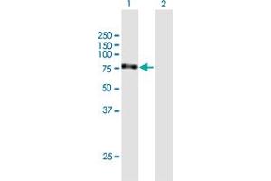 Western Blot analysis of MYNN expression in transfected 293T cell line by MYNN MaxPab polyclonal antibody. (Myoneurin anticorps  (AA 1-610))