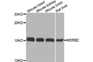 Western blot analysis of extracts of various cell lines, using MSRB2 antibody. (MSRB2 anticorps)