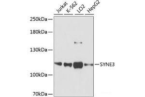 Western blot analysis of extracts of various cell lines using SYNE3 Polyclonal Antibody at dilution of 1:3000. (Nesprin3 anticorps)