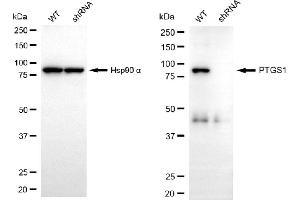 Western blotting analysis using PTGS1 antibody (ABIN7799937).