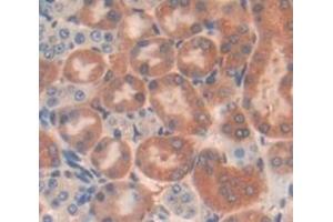 Used in DAB staining on fromalin fixed paraffin- embedded Kidney tissue (SH2B3 anticorps  (AA 225-447))