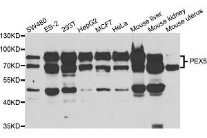 Western blot analysis of extracts of various cell lines, using PEX5 antibody. (PEX5 anticorps)