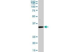 SFXN3 monoclonal antibody (M01), clone 4A3.