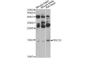 Western blot analysis of extracts of various cell lines, using PDCD5 Antibody (ABIN5974400) at 1/500 dilution. (PDCD5 anticorps)