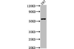 Western Blot Positive WB detected in: U87 whole cell lysate All lanes: RORB antibody at 1:1000 Secondary Goat polyclonal to rabbit IgG at 1/50000 dilution Predicted band size: 54, 53 kDa Observed band size: 54 kDa (RORB anticorps  (AA 1-269))
