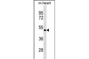 PCOLCE2 Antibody (Center) (ABIN1881638 and ABIN2838940) western blot analysis in mouse heart tissue lysates (35 μg/lane).
