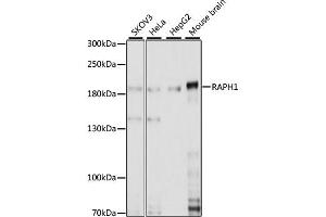 Western blot analysis of extracts of various cell lines, using RAPH1 antibody.