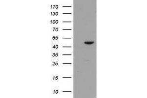 Image no. 1 for anti-Protein Kinase C and Casein Kinase Substrate in Neurons 3 (PACSIN3) antibody (ABIN1500013)