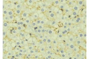 ABIN6277071 at 1/100 staining Mouse liver tissue by IHC-P. (IGF2 anticorps  (Internal Region))