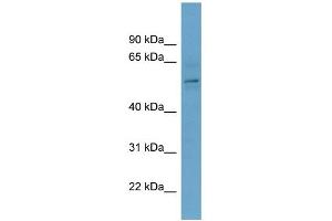 WB Suggested Anti-CBX2 Antibody Titration: 0.