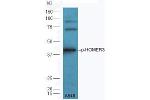 A549 lysate probed with Rabbit Anti-HOMER3 (Thr36) Polyclonal Antibody  at 1:5000 90min in 37˚C. (HOMER3 anticorps  (pThr36))
