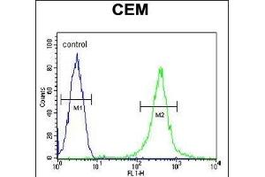 Y2B Antibody (N-term) (ABIN654651 and ABIN2844347) flow cytometric analysis of CEM cells (right histogr) compared to a negative control cell (left histogr). (AMY2B anticorps  (N-Term))