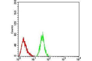 Flow cytometric analysis of Hela cells using Rab1b mouse mAb (green) and negative control (red).