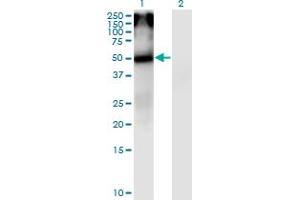 Western Blot analysis of CHRNA5 expression in transfected 293T cell line by CHRNA5 monoclonal antibody (M01), clone 7D3. (CHRNA5 anticorps  (AA 38-131))