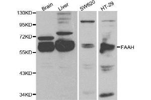 Western blot analysis of extracts of various cell lines, using FAAH antibody. (FAAH anticorps  (AA 450-579))