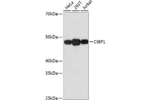 Western blot analysis of extracts of various cell lines, using CtBP1 Rabbit mAb (ABIN7265976) at 1:1000 dilution. (CTBP1 anticorps)