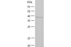 Western Blotting (WB) image for CREB/ATF BZIP Transcription Factor (CREBZF) (AA 1-354) protein (His-IF2DI Tag) (ABIN7122498)
