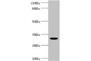 Western blot All lanes: KLK10 antibody at 1. (Kallikrein 1 anticorps  (AA 35-276))