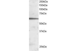 Image no. 1 for anti-Forkhead Box A2 (FOXA2) (C-Term) antibody (ABIN374335) (FOXA2 anticorps  (C-Term))