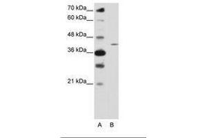 Image no. 1 for anti-Zinc Finger Protein 488 (ZNF488) (N-Term) antibody (ABIN6736221) (ZNF488 anticorps  (N-Term))