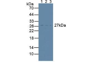 Figure. (CD81 anticorps  (AA 113-201))