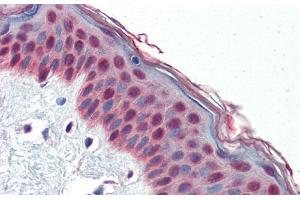 Human Skin; Immunohistochemistry with Human Skin lysate tissue at an antibody concentration of 5. (TCF7L1 anticorps  (N-Term))